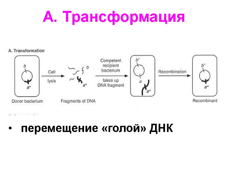 A. Трансформация перемещение «голой» ДНК